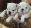Healthy-English-Bulldog-Puppies-Available